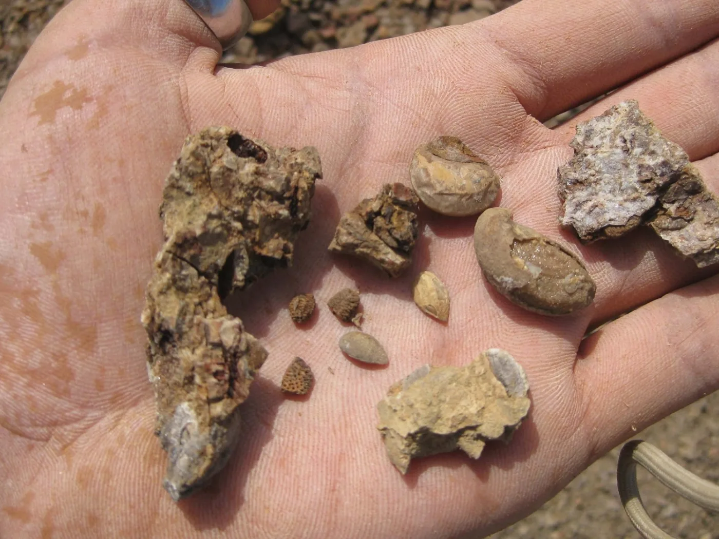 Ancient Seeds, Modern Vines: New Fossil Discoveries Shed Light on Grapevine Evolution